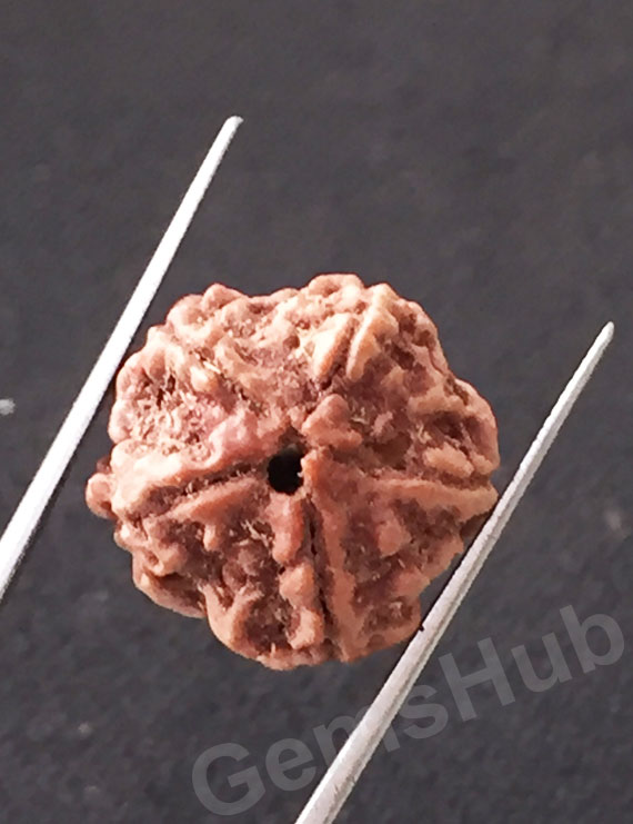5 Mukhi Certified Nepali Rudraksha
